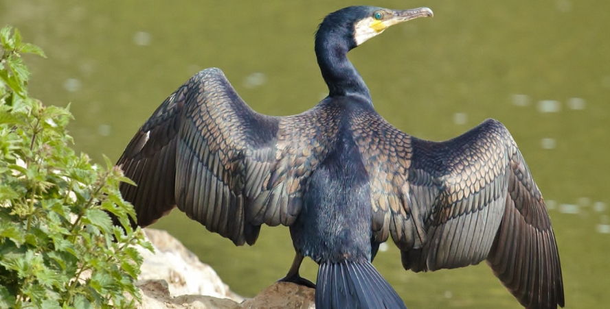 Grand Cormoran, posé, les ailes déployées